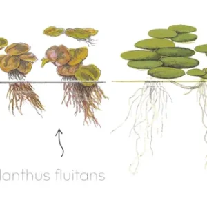 Solange Der Vorrat Reicht Plantas flotantes en nanoacuarios: luz y nitratos