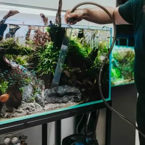 Mulm nell’acquario di gamberetti – Alleato o nemico? Sichere Zahlung