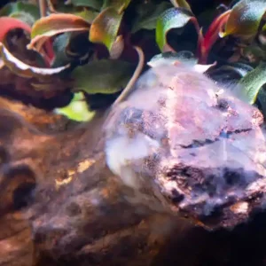 Saisonangebot Biofilm batterico sul legno dell’acquario: innocuo o un problema?
