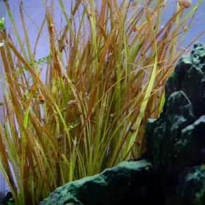 Nur Für Kurze Zeit Piante d’acquario marroni? Cause e soluzioni spiegate in modo semplice