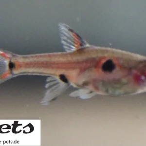 Boraras maculata / Zwergbärbling Preisreduziert