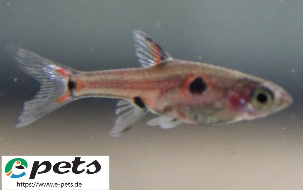Boraras maculata / Zwergbärbling Preisreduziert