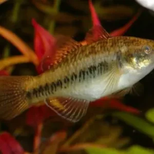 Hypseleotris compressa / Australische Kärpflingsgrundel Mega-Angebot