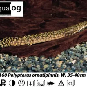 Nur Für Kurze Zeit Polypterus ornatipinnis / Flösselhecht
