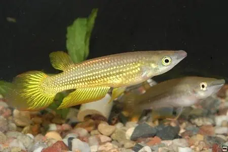 Echt Aplocheilus lineatus gold / Streifenhechtling gold