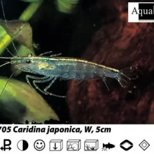 Günstig Caridina japonica / Algenfressende Garnele