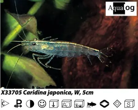 Günstig Caridina japonica / Algenfressende Garnele