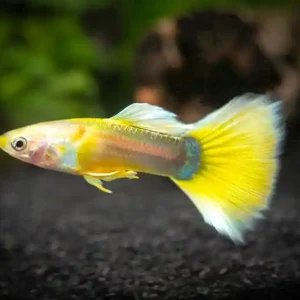 Guppy sunset male / Guppy männl. sonnen-gelb Ausverkauf