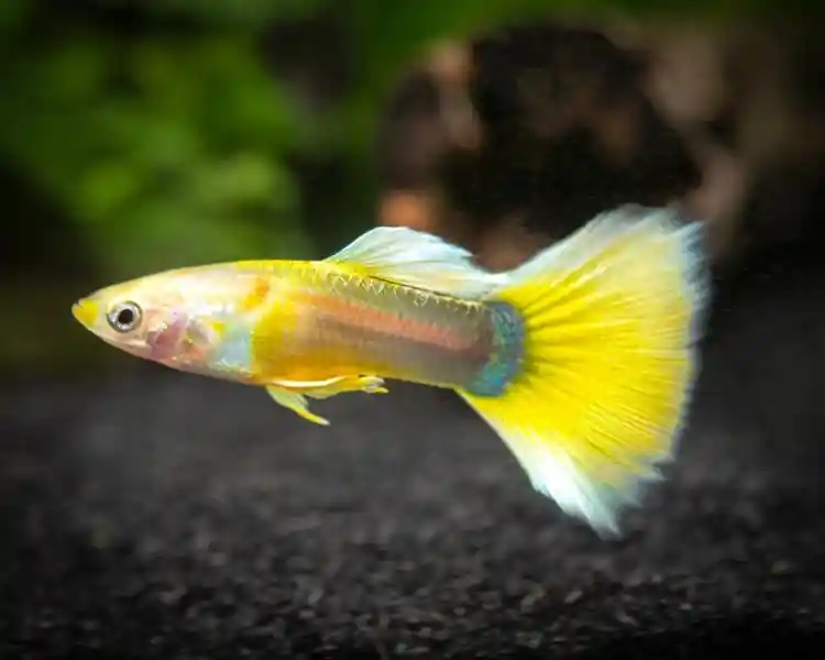 Guppy sunset male / Guppy männl. sonnen-gelb Ausverkauf
