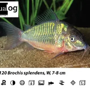 Brochis splendens / Smaragdpanzerwels Abverkauf