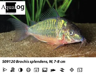 Brochis splendens / Smaragdpanzerwels Abverkauf