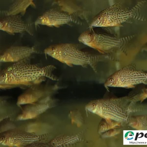 Rabatt Corydoras haraldschultzi Panzerwels haraldschultzi