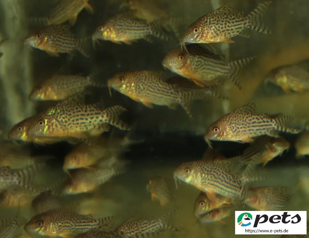 Rabatt Corydoras haraldschultzi Panzerwels haraldschultzi