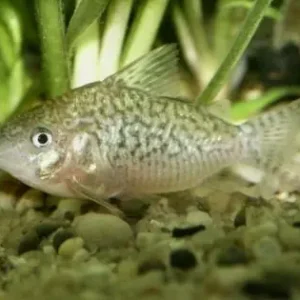 Bestpreis Corydoras sodalis