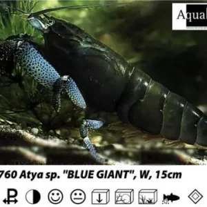 Atyopsis sp. *Cameroon* / Blaue Kamerun-Garnele Heißes Angebot