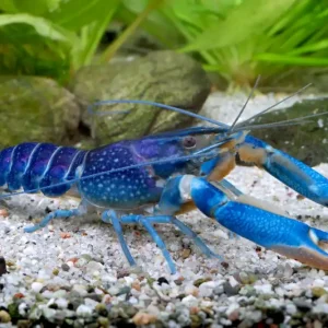 Cherax quadricarinatus-blue claw / Krebs blaue Schere Neu Im Sortiment