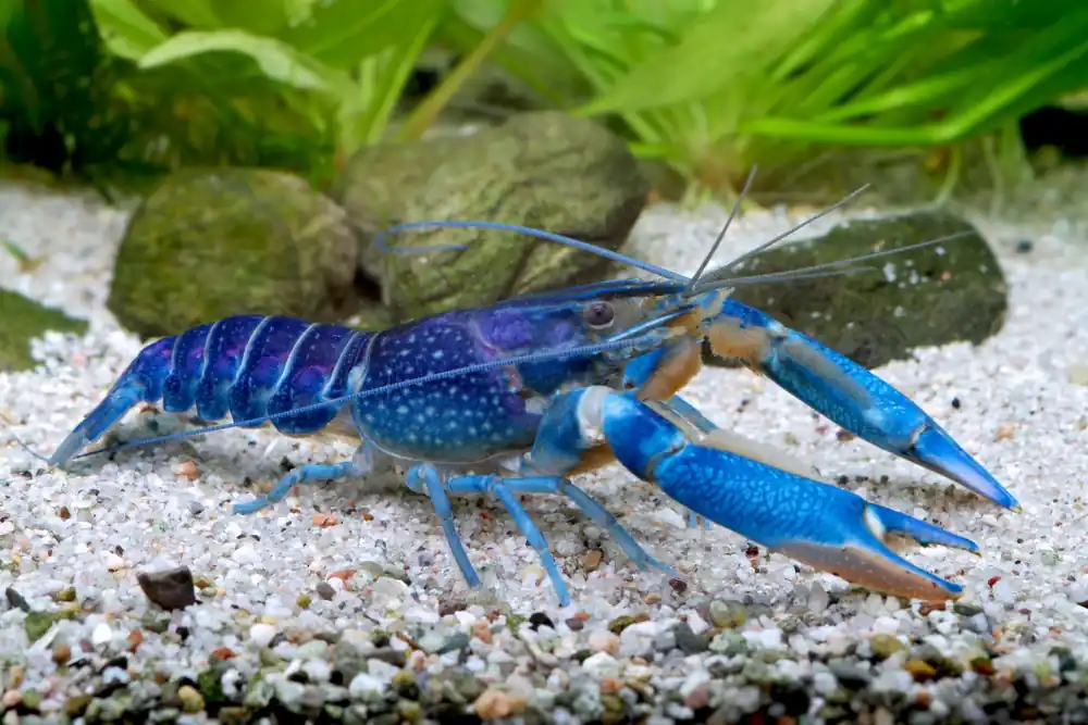 Cherax quadricarinatus-blue claw / Krebs blaue Schere Neu Im Sortiment