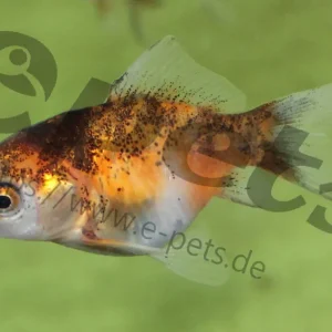 Rabatt Carassius auratus schleier calico / Schleierschwanz calico