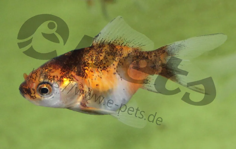 Rabatt Carassius auratus schleier calico / Schleierschwanz calico