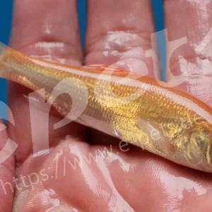 Direkt Vom Hersteller Leuciscus idus gold / Goldorfe