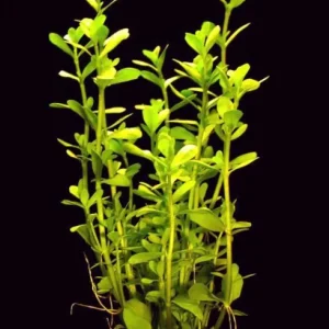 Bacopa mix / Aquariumpflanze Günstig