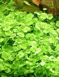 Hydrophila mix / Aquariumpflanze Sale