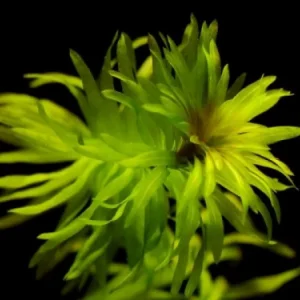 Egeria densa / Aquariumpflanze Zertifiziert