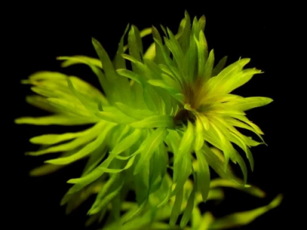 Egeria densa / Aquariumpflanze Zertifiziert