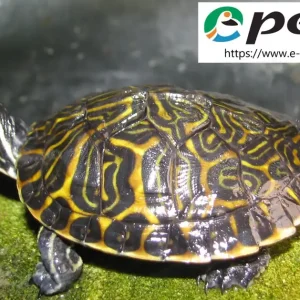 Pseudemys concinna hieroglyphica / Hieroglyphen Schildkröte Jetzt Kaufen