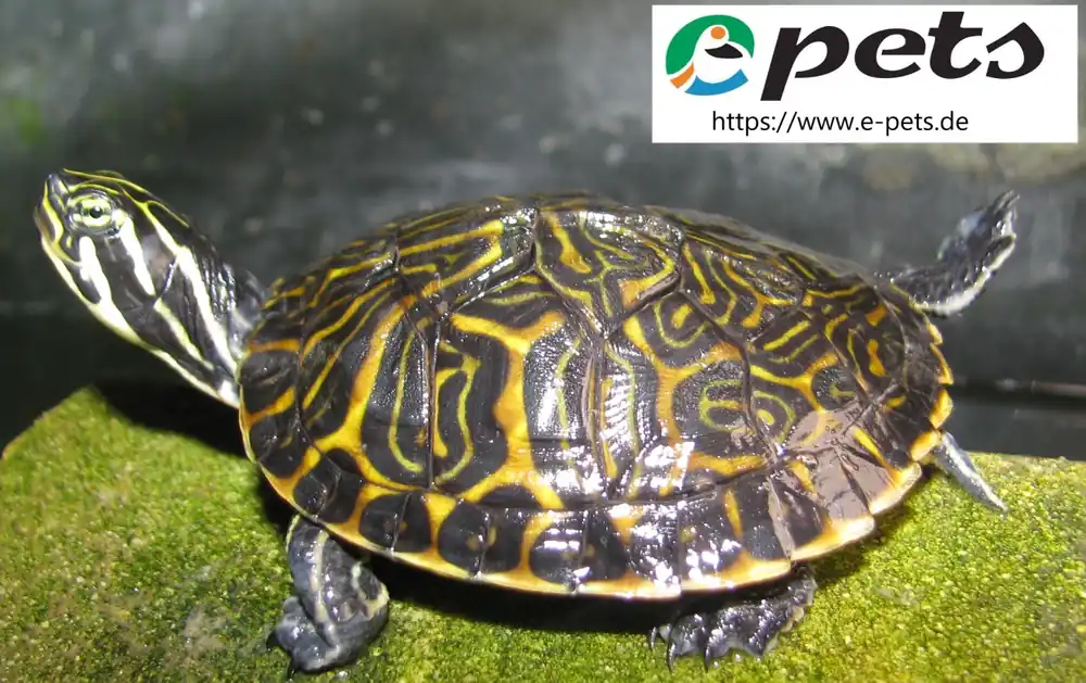 Pseudemys concinna hieroglyphica / Hieroglyphen Schildkröte Jetzt Kaufen