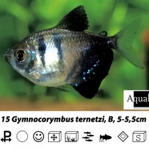 Sonderaktion Gymnocorymbus ternetzi / Trauermantelsalmler