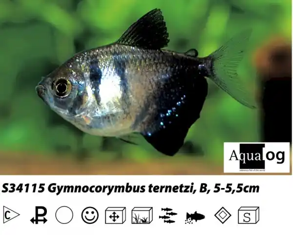 Sonderaktion Gymnocorymbus ternetzi / Trauermantelsalmler