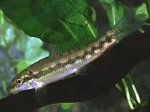 Gyrinocheilus aymonieri / Saugschmerle Garantierte Lieferung