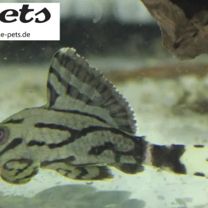 L - 191 Panague nigrolineatus / Brokatstreifen Royal Pleco Meistverkauft