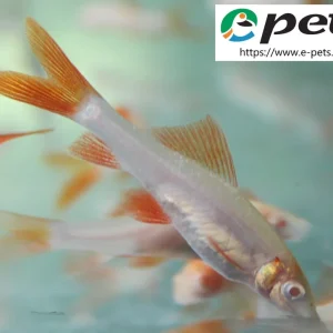 Jetzt Bestellen Labeo / Epalzeorhynchus frenatus albino / Fransenlipper Albino