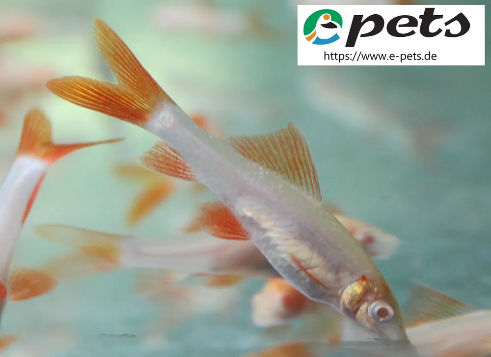 Jetzt Bestellen Labeo / Epalzeorhynchus frenatus albino / Fransenlipper Albino