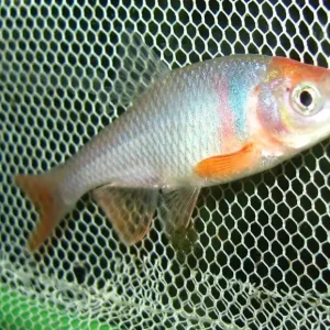 Angebot Notropis lutrensis / Amerik. Rotflossenorfe