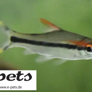 Crossocheilus (Puntius) denisonii / Rotstrich-Algenfresser Nur Heute