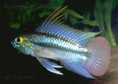 Direktkauf Apistogramma trifasciata / Dreistreifenzwergbuntbarsch