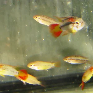 Heißes Angebot Apistogramma viejitta / Schwarzkehl-Zwergbuntbarsch