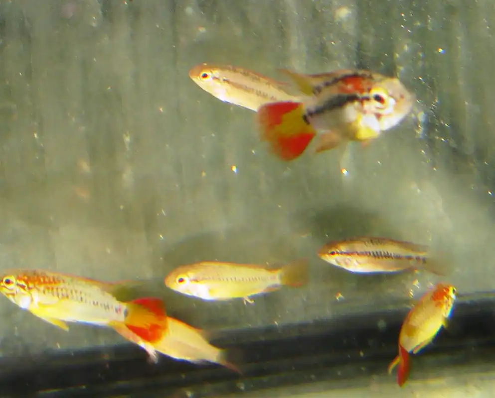 Heißes Angebot Apistogramma viejitta / Schwarzkehl-Zwergbuntbarsch
