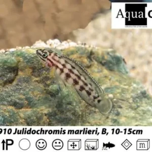 Julidochromis marlieri / Schachbrett - Schlankcichlide Nur Für Kurze Zeit