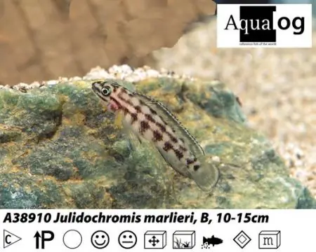 Julidochromis marlieri / Schachbrett - Schlankcichlide Nur Für Kurze Zeit