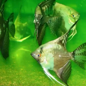 Günstig Pterophyllum jaguar