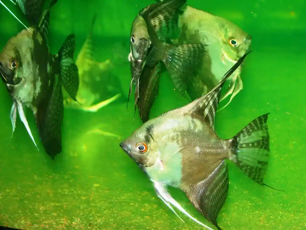 Günstig Pterophyllum jaguar