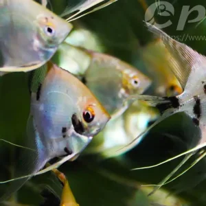 Pterophyllum koi Schnäppchen