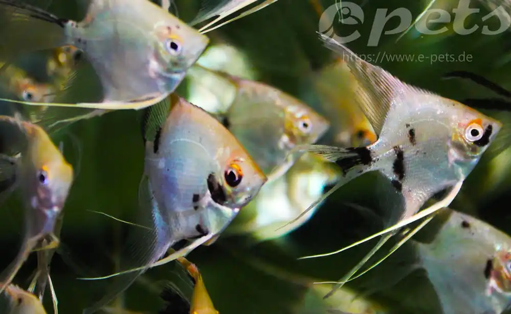 Pterophyllum koi Schnäppchen