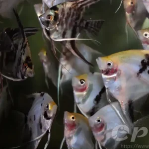 Billig Pterophyllum mix / gemischte Skalare