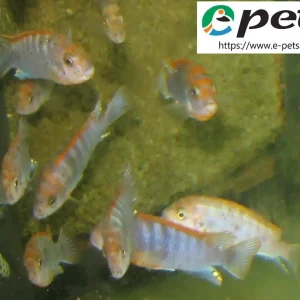 Solange Der Vorrat Reicht Labidochromis sp.Hongi