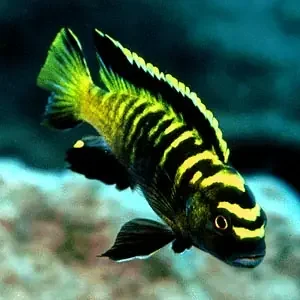 Neuheit Pseudotropheus flavus / Malawibuntbarsch